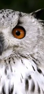 A close-up of a white owl with striking orange eyes.