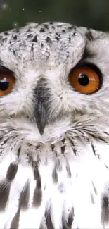 Close-up of an owl with orange eyes and intricate feathers.