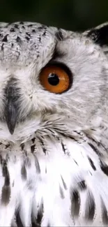 Close-up of a white owl with orange eyes in a detailed mobile wallpaper.