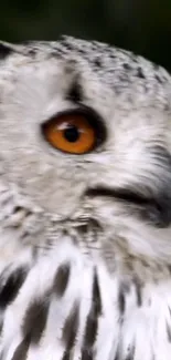 Close-up view of owl with intense orange eyes and detailed feathers.