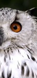 Close-up of an owl with striking orange eyes and white feathers.