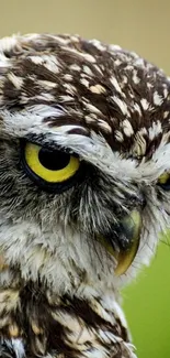 Close-up of a majestic owl with striking yellow eyes and detailed feathers.