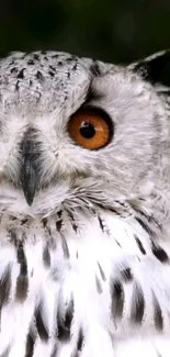 Close-up of a majestic owl with orange eyes and intricate white feathers.