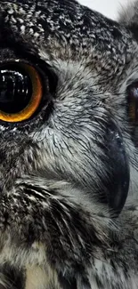 Close-up image of a majestic owl with striking eyes, perfect for mobile wallpaper.