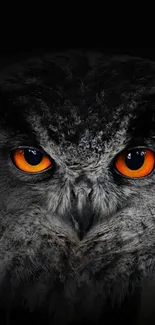 Close-up of owl eyes with striking orange against a black background.