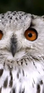 Close-up of a majestic owl with glittering accents on its feathers.