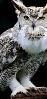 Majestic owl perched in darkness.