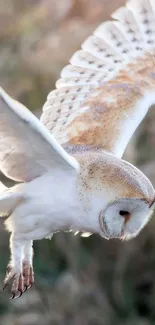 An owl gracefully flying with wings spread, showcasing detailed feathers.