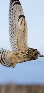 Owl gracefully flying across a clear sky.