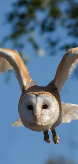 Majestic owl flying against a clear blue sky.