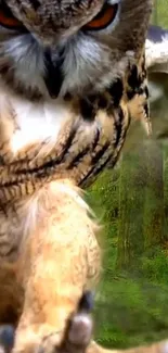 Owl in flight against a forest backdrop.