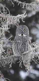 Gray owl perched on frosty branches in a serene winter forest scenery.