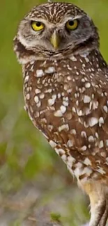 Majestic owl standing on grass with a blurred green backdrop.