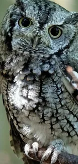 Gray owl perched in natural forest setting.