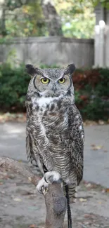 Majestic owl perched on branch in natural setting wallpaper.