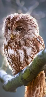 Majestic brown owl perched in forest setting.