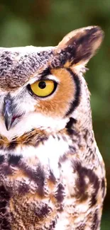 Close-up of a majestic owl against a natural green background.