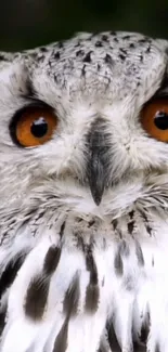 Close-up of a majestic owl with vivid orange eyes and gray textured feathers.