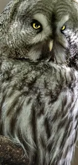 Gray owl with yellow eyes in natural setting.