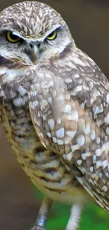 Close-up of a majestic owl with intricate feather patterns and piercing eyes.