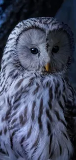 Captivating owl in a dark forest setting at night.