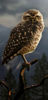 Owl sitting on a tree branch with mountains in the background.