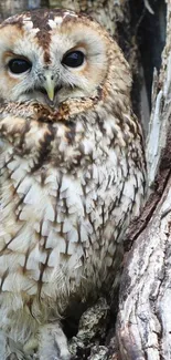 Beautiful owl perched on a tree trunk in a natural setting.