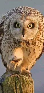 Majestic owl perched on a wooden post at sunset.