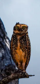 Majestic owl perched on branch at dusk, vibrant nature wallpaper.