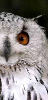 Close-up of owl with amber eyes and white feathers on a phone wallpaper.