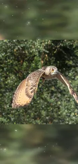 Owl soaring through a dense green forest, creating a serene natural wallpaper.