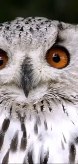 Close-up of a majestic owl with orange eyes and intricate feather details.