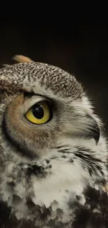 Close-up portrait of a majestic owl with vivid yellow eyes, perfect for mobile wallpaper.