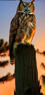 Owl perched on stump with a sunset background.