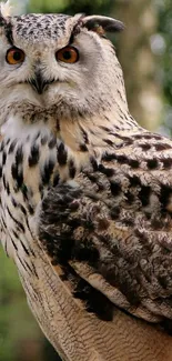 Close-up of a majestic owl against a natural forest backdrop.