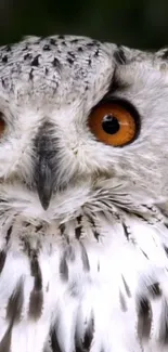 Close-up of a majestic owl with vibrant orange eyes and detailed feather patterns.