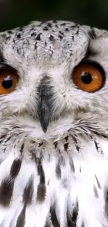 Close-up of a white owl with orange eyes.