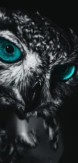 Black-and-white owl with striking turquoise eyes on a dark background.