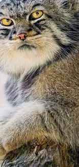 Close-up of a majestic Pallas's cat with striking fur and yellow eyes.