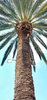 Majestic view of a palm tree against a bright blue sky.