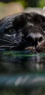 Panther emerging from water in a tranquil natural setting.