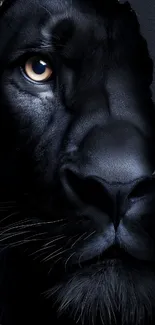 Close-up of a panther emerging from a dark background.
