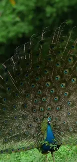 Majestic peacock displaying vibrant feathers in a lush green setting.