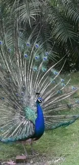 Majestic peacock with vibrant feathers in a lush garden setting.