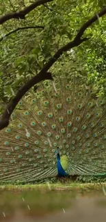 Majestic peacock displaying its vibrant feathers in a lush green forest.