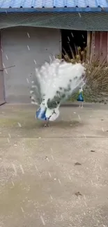 Majestic peacock displaying feathers in gentle rain in a courtyard.