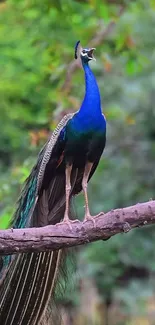 Majestic peacock perched on a tree branch in a lush green forest.