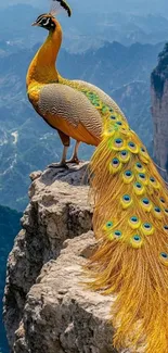 Majestic peacock perched on a mountain cliff with vibrant plumage.