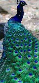 Majestic peacock displaying vibrant feathers.