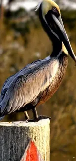 Majestic pelican on a post with blurred background.